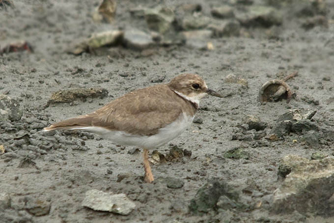 Long-billed Plover