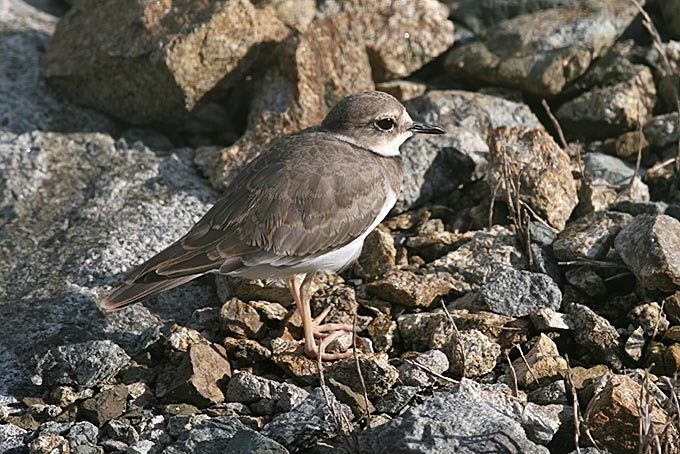 Long-billed Plover