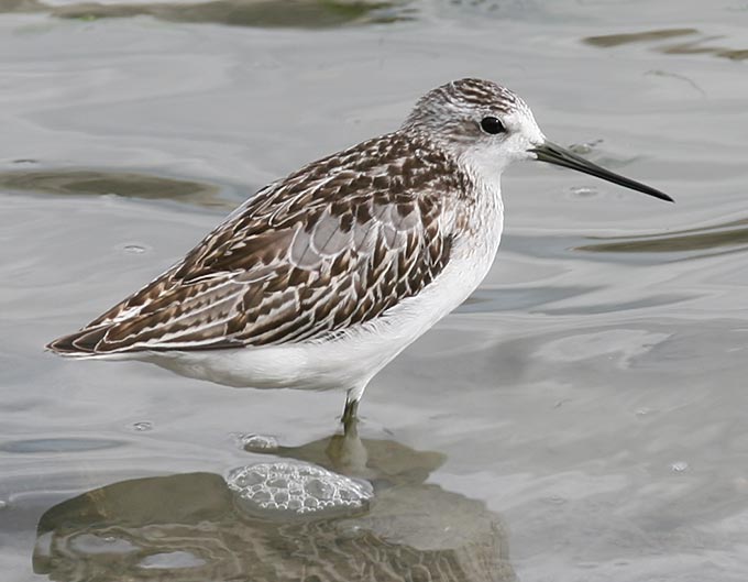 Marsh Sandpiper