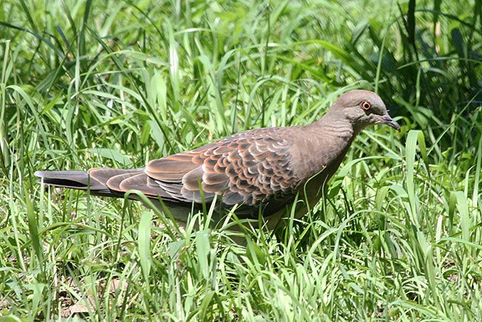 Oriental Turtle Dove