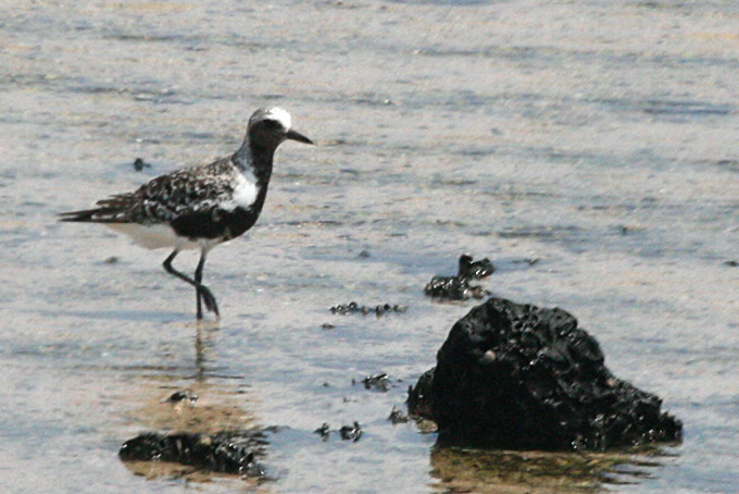 Pacific Golden Plover