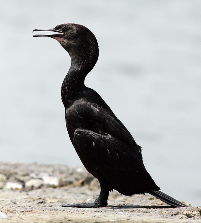 Pelagic Cormorant