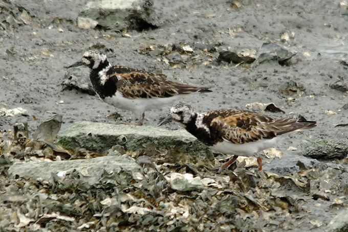 Ruddy Turnstone