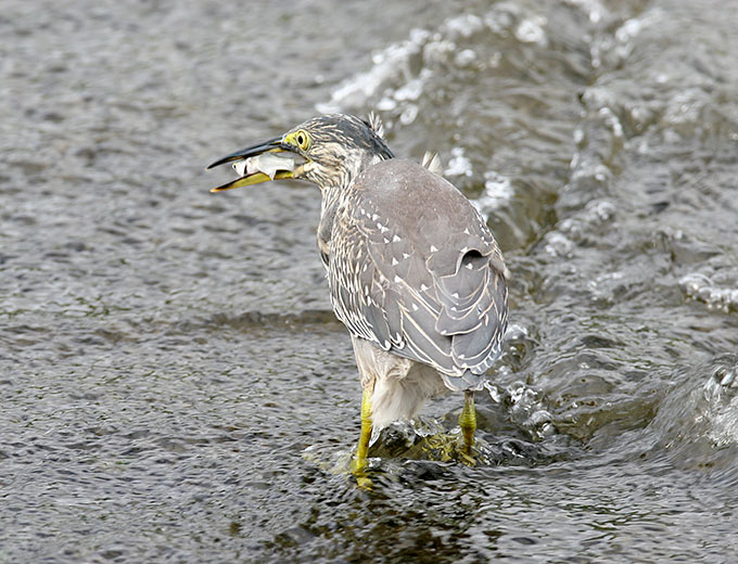 Striated Heron