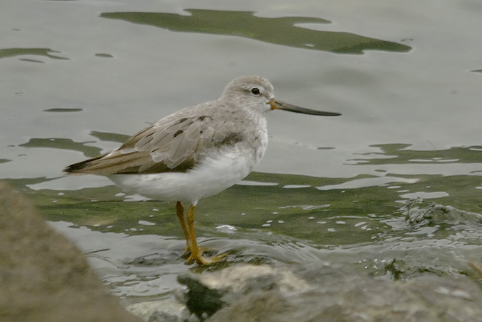 Terek Sandpiper