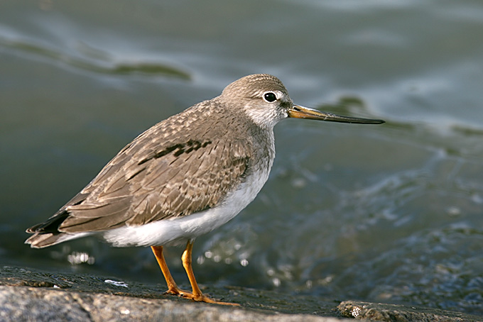 Terek Sandpiper