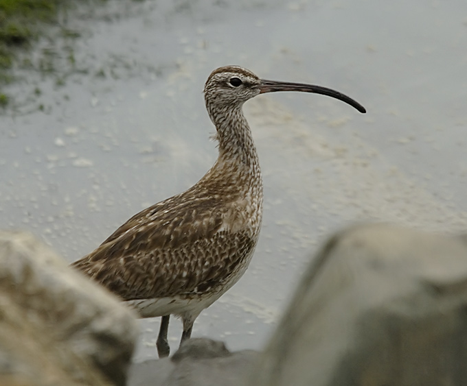 Little Whimbrel