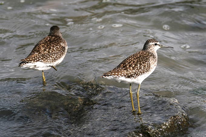 Wood Sandpiper