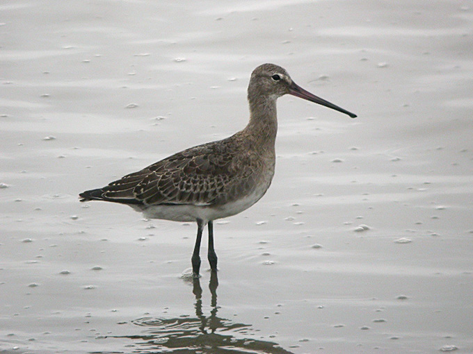 Black-tailed Godwit
