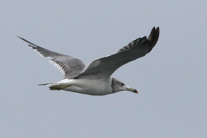 Black-tailed Gull