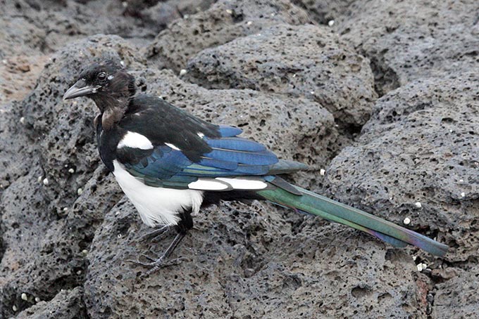 Eurasian Magpie