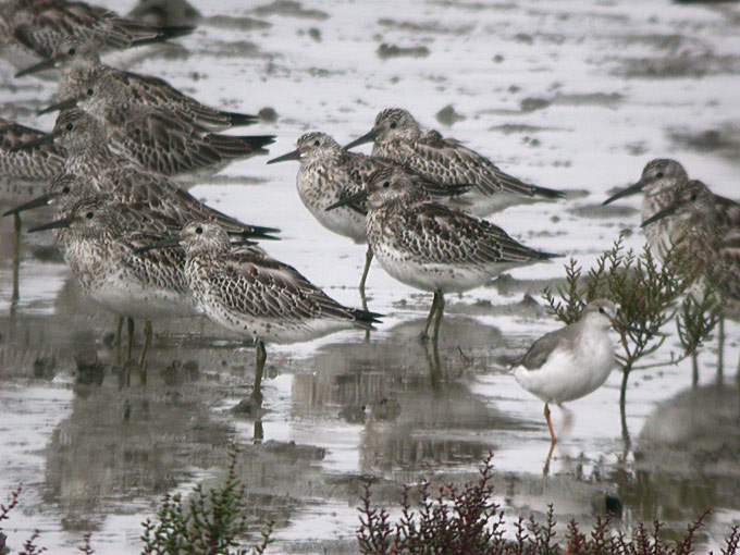Great Knot