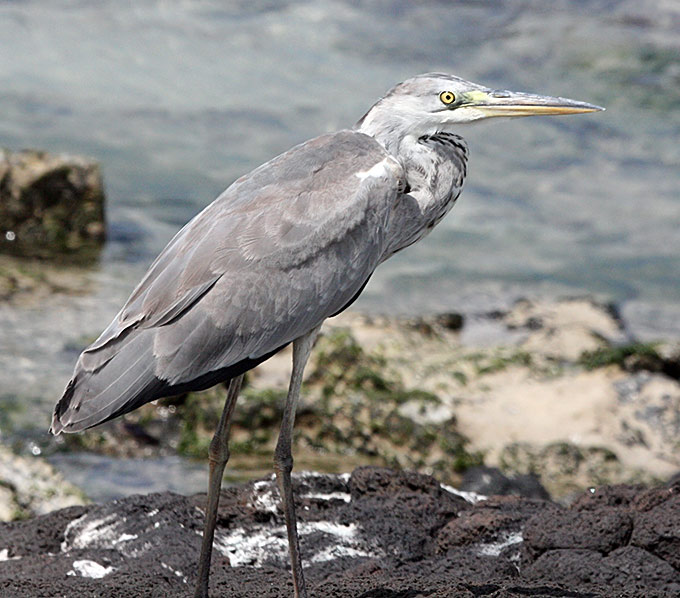 Grey Heron