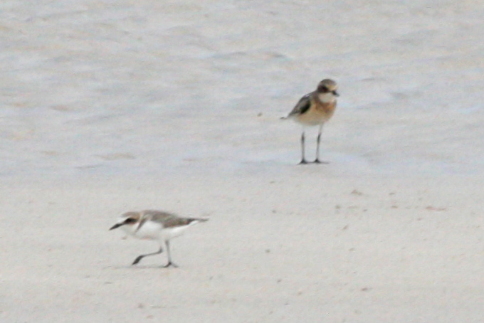 Kentish Plover