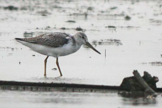 Nordmann's Greenshank