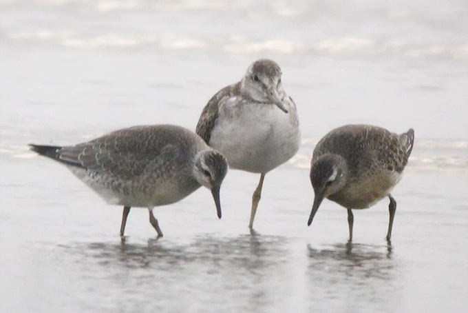 Nordmann's Greenshank