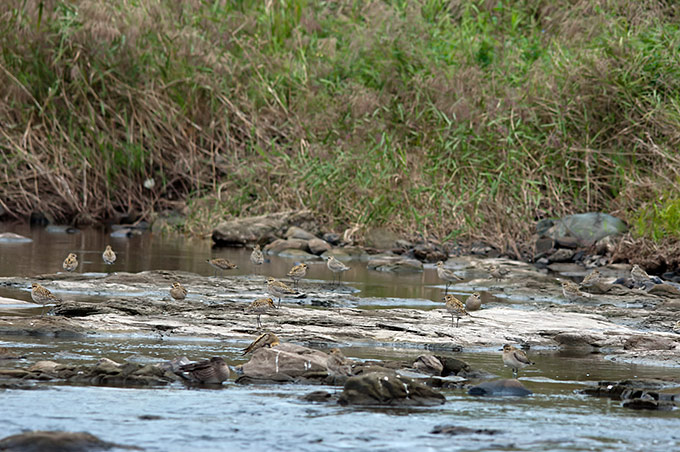 Pacific Golden Plover