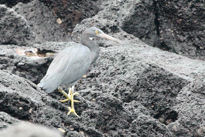 Pacific Reef Heron