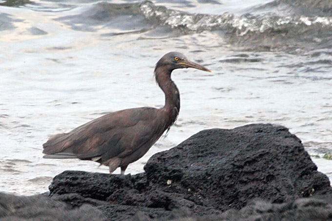 Pacific Reef Heron
