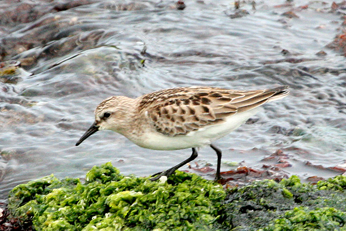 Red-necked Stint