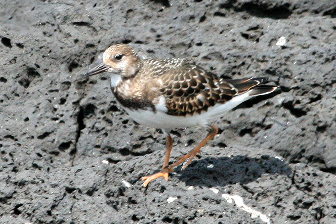Ruddy Turnstone