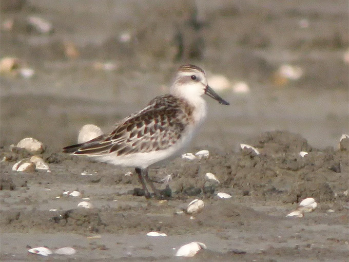 Spoon-billed Sandpiper