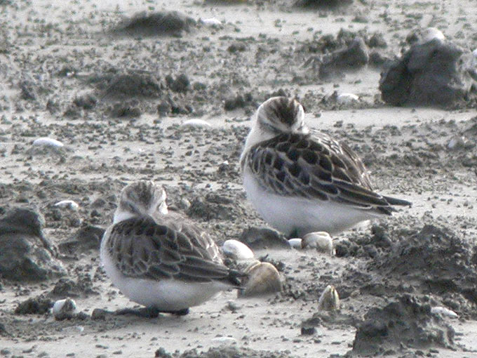 Spoon-billed Sandpiper