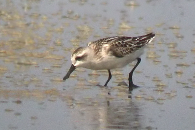 Spoon-billed Sandpiper