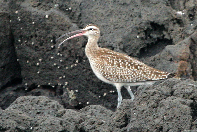 Whimbrel