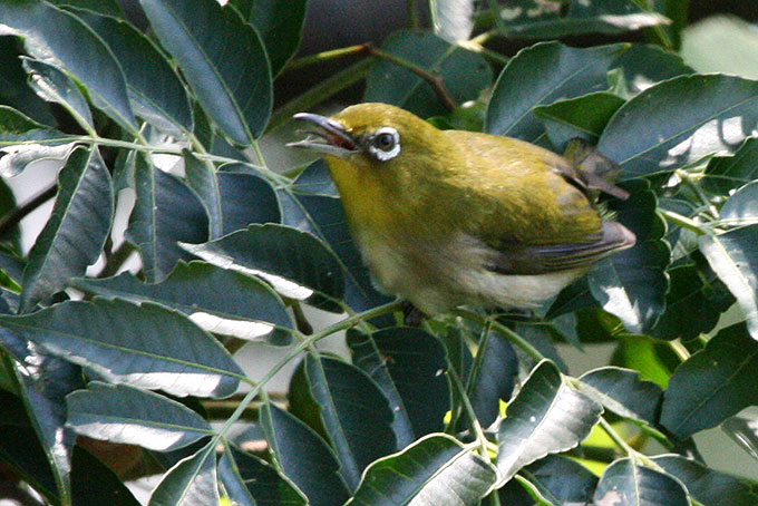 Japanese White-eye