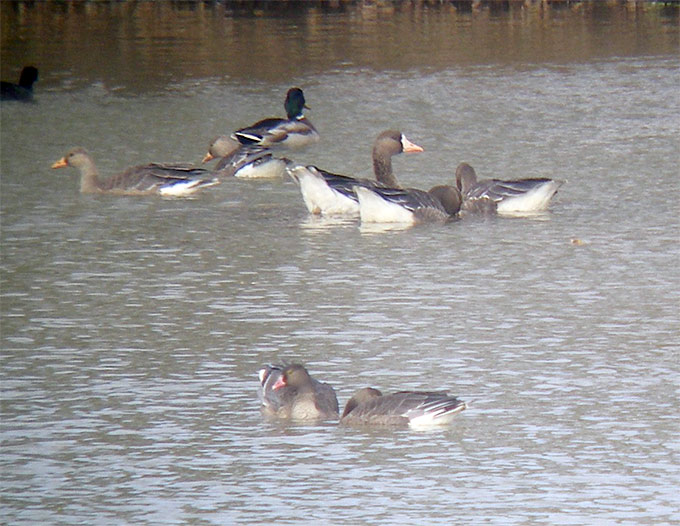 Lesser White-fronted Goose