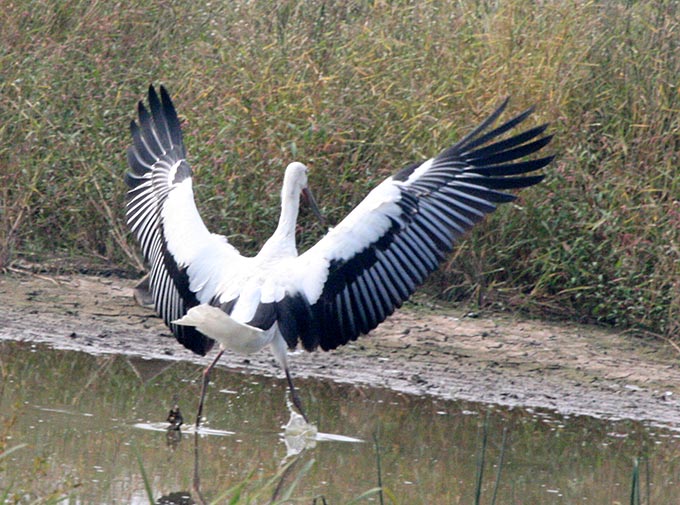 Oriental Stork
