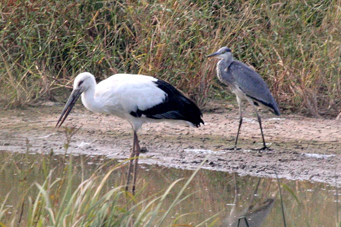 Oriental Stork