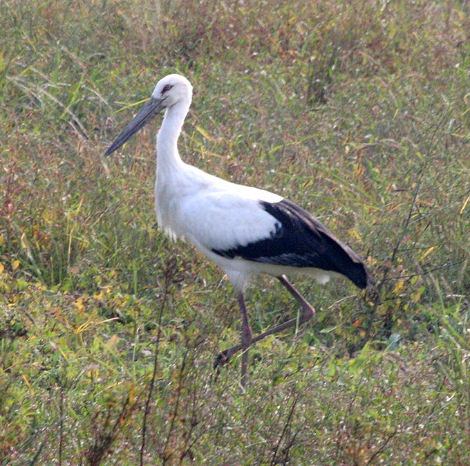 Oriental Stork