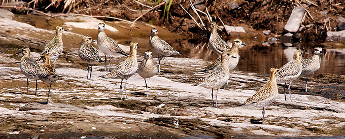Pacific Golden Plover