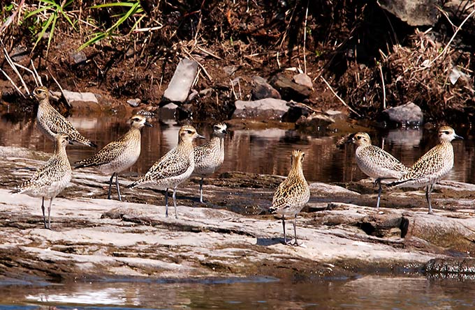 Pacific Golden Plover