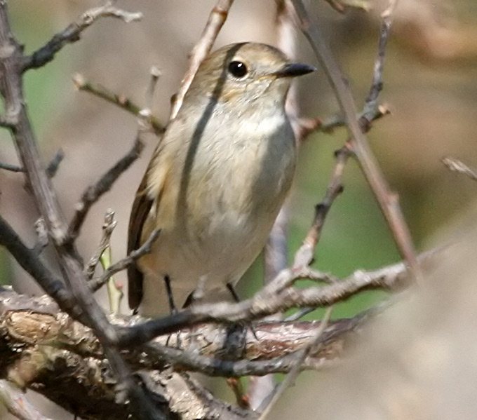 Taiga Flycatcher