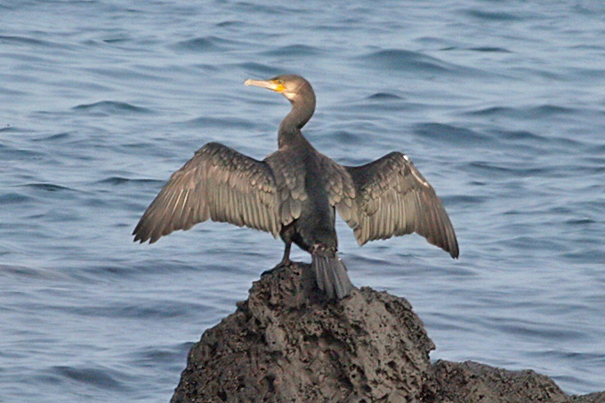 Temminck's Cormorant