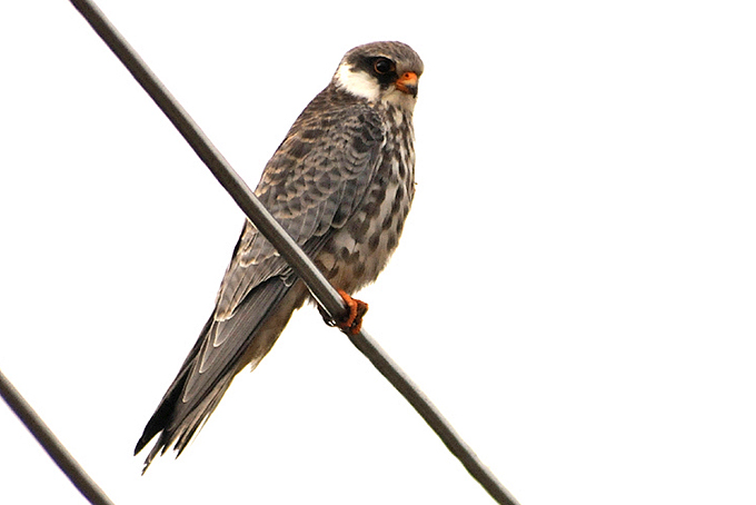 Amur Falcon
