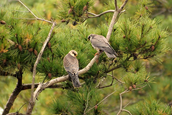 Amur Falcon