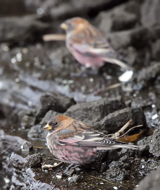 Asian Rosy Finch