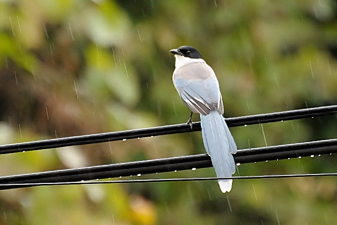 Azure-winged Magpie