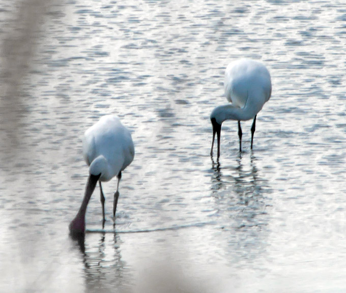 Black-faced Spoonbill