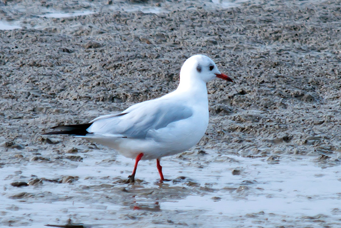 Black-headed Gull