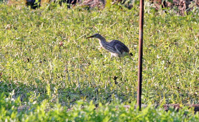 Chinese Pond Heron