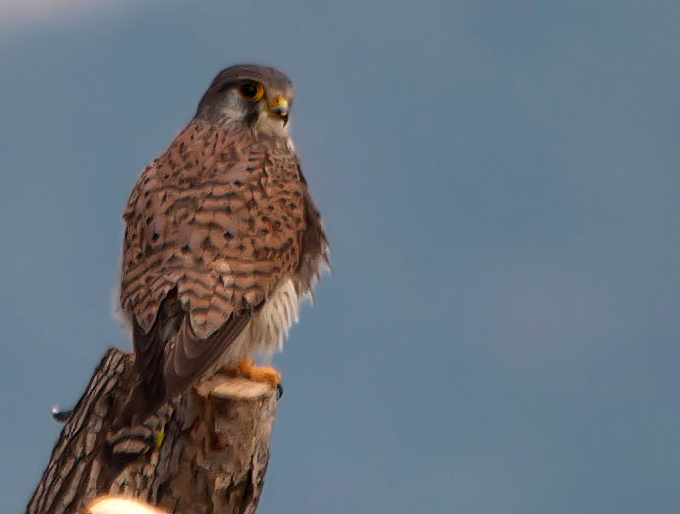 Common Kestrel