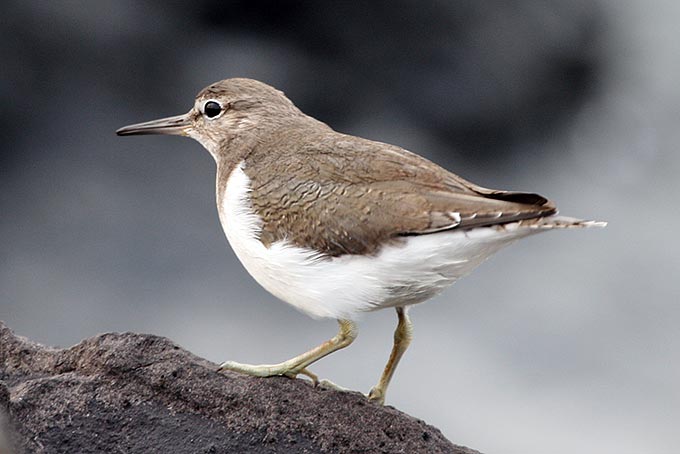 Common Sandpiper