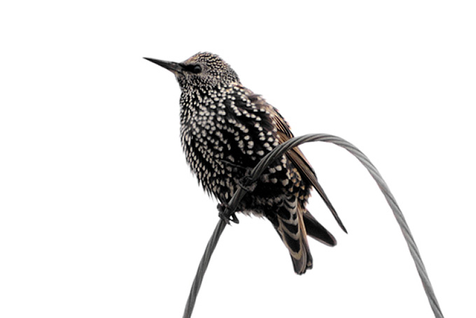 Common Starling