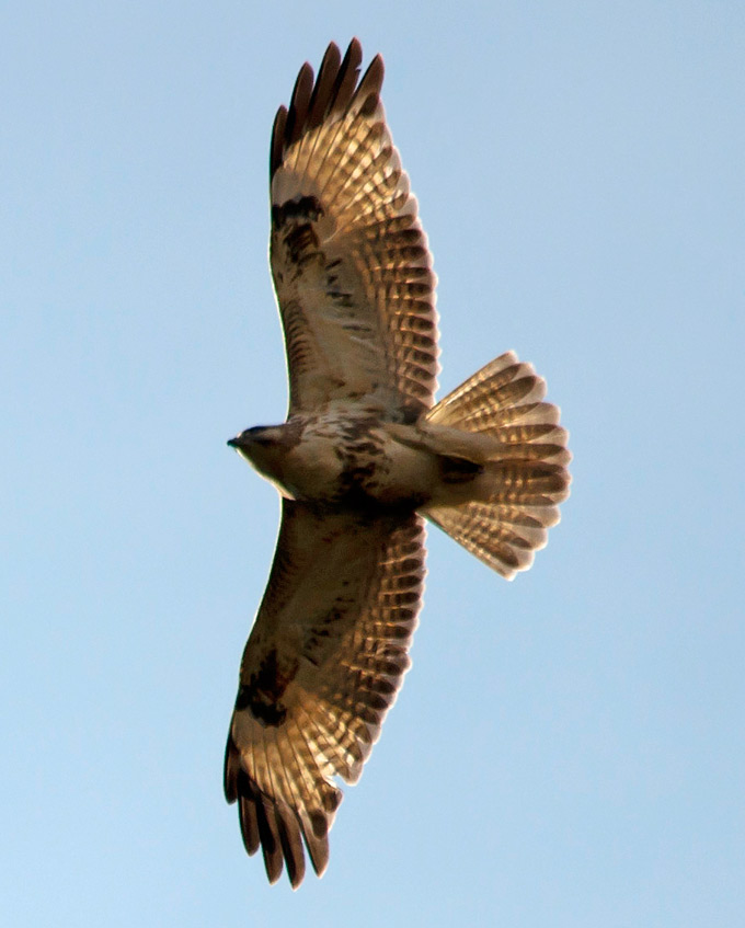 Eastern Buzzard