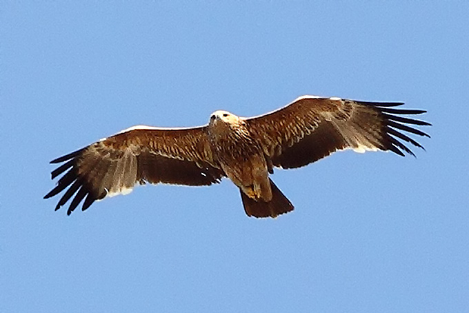 Eastern Imperial Eagle